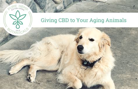  There is enough current research to make some vets revisit the possibility of animal CBD therapy