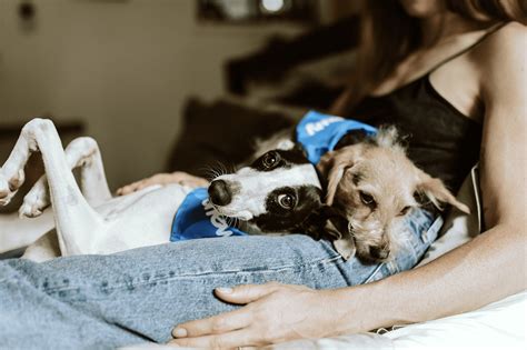  There is inadequate evidence to say that CBD helps dogs sleep