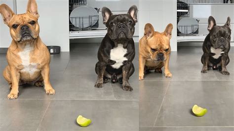  There is no assurance on how your Frenchies would react after taking apples for the first time since all creatures have different immunities
