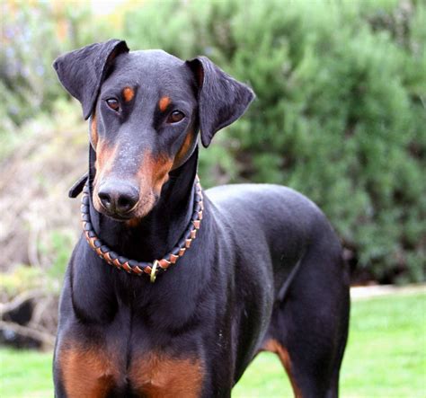  There is not a lot of information available for the Doberman crossed with American Bulldog, but both parent breeds have outstanding canine histories