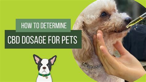  There is not enough research yet to determine the toxic CBD dosage amount for pets