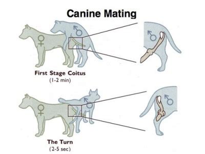  There is nothing unusual about their mating process, as it is for any other type of dog