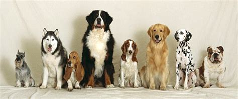  There is such variation these days in the quality and structure of the dog itself can look many different ways
