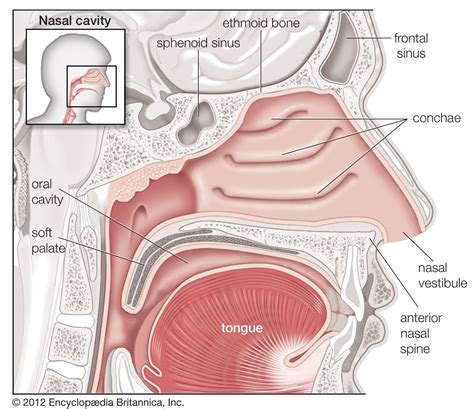  There should be enough muzzle length for the nose to protrude and allow easy breathing and prevention of the soft palate from extending into the airways of the throat