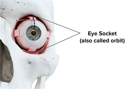  There should be sufficient bone in the surrounding orbital sockets to protect the eyes