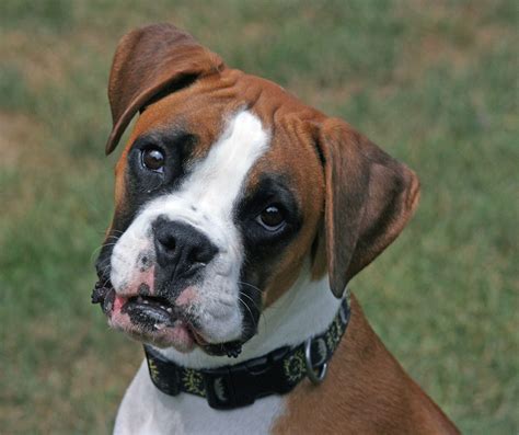  There were many boxers available in our area, but they were not from recommended breeders