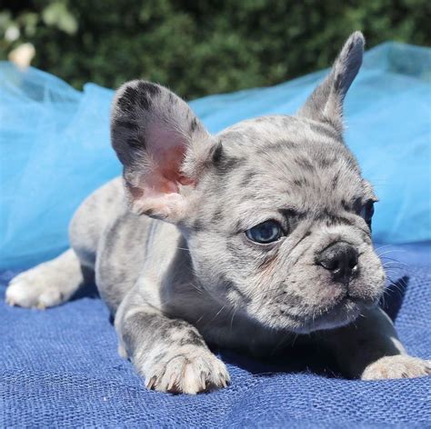  There were times when many people were on the waiting list for blue frenchie puppies for sale