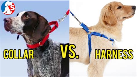  Therefore, a harness is far safer for your pup than a collar