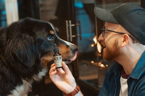  Therefore, being patient and consistent with administering CBD oil to your dog is important