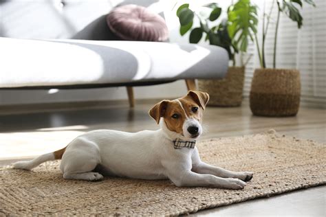  Therefore, desirable qualities in an apartment dog encompass being quiet, low-energy, and displaying polite behavior towards other residents