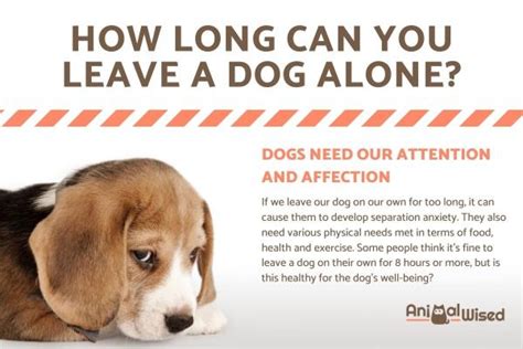  Therefore, if the dog is left alone for too long, it is likely to get anxious