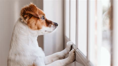  Therefore, if you plan to keep it alone for the entire day, getting a pet sitter or training it first to deal with separation anxiety is better
