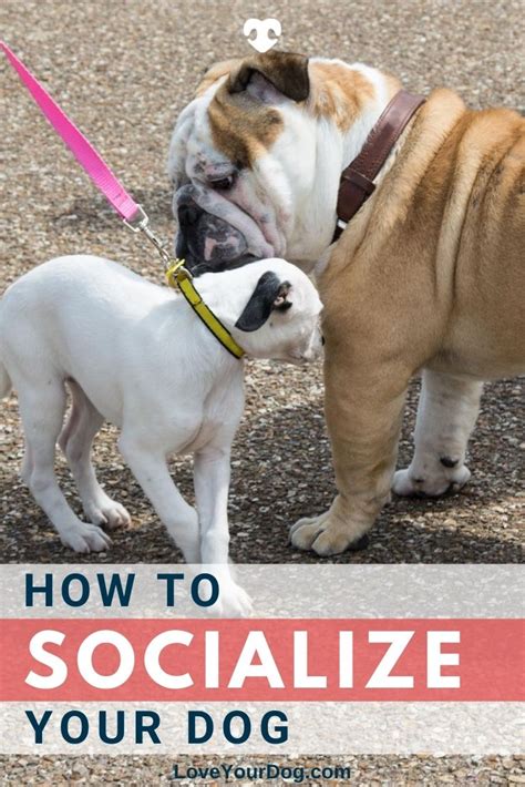  Therefore, it is imperative to socialize your bulldog properly and make them feel safe around other dogs and people