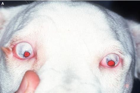  Therefore, many of these dogs end up with some sort of eye issue, such as microphthalmia , ocular pressure problems, and colobomas, among others