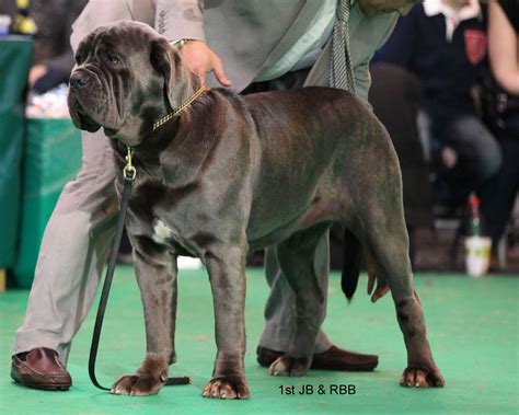  Therefore, the most significant difference between show lines of America and Europe is a focus on the overall greatness of the breed