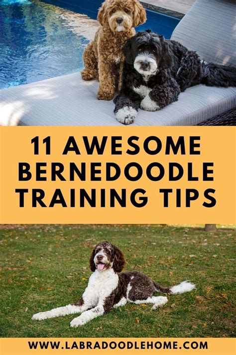  Therefore, this article is dedicated to establishing some Bernedoodle training ground rules to make training as smooth for both you and your dog