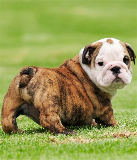  Therefore, you will not see this bulldog tail type on dog shows