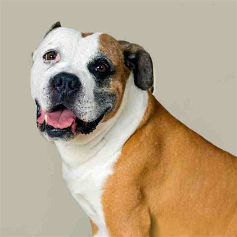  These American Bulldogs are available for adoption close to Tampa, Florida