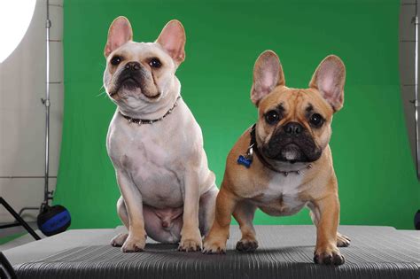 These French Bulldogs often have a darker face mask and ears with some brindle streaks thrown in for variety