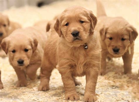 These Golden Retriever breeders are certified, registered, and offer training or health tests on their puppies
