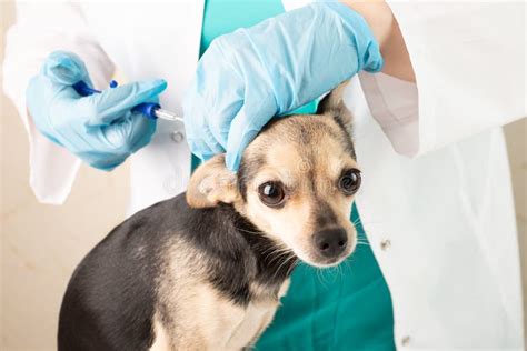  These additional services can include: Microchipping Microchipping involves inserting a small identification chip under the dog