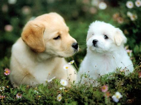  These adorable and happy puppies also come with a year health guarantee