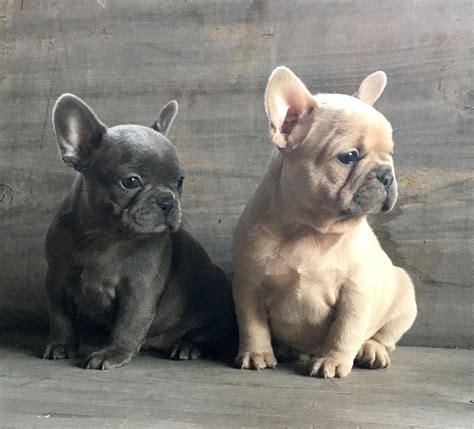  These amazing Frenchies are brought up in a loving and warm environment and we look for the same in the people who purchase them