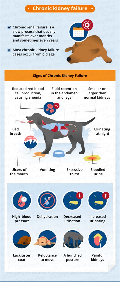  These are all common signs of the advancement of kidney disease in dogs and need to be taken seriously