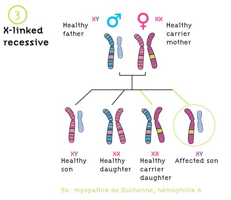  These are all genetic disorders that can affect this crossbreed