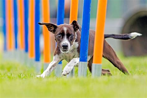  These are dogs that excel at dog agility training, and would cherish having a job to do