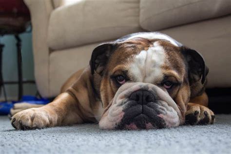  These are just a few of the many things you can do with your English bulldog in New York