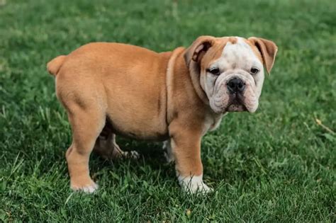  These are not miniature English Bulldogs, they are breed to be smaller