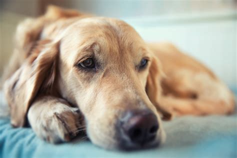  These are the most common signs, but your dog may present discomfort differently