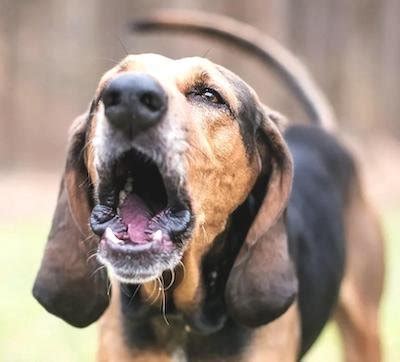  These behaviors, such as destructiveness, incessant barking, and ignoring commands, can make your dog seem stubborn and problematic