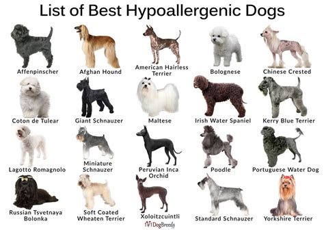  These breeds are in high demand among people who want to have a hypoallergenic dog