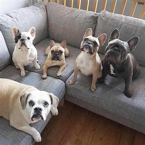  These bulldogs were crossed with Parisian Ratters
