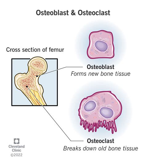  These cells are called osteoblasts and osteoclasts