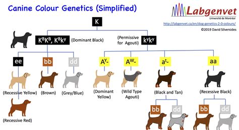  These codes refer to the genetic makeup of your dog