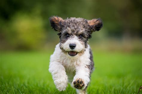  These crossbreed puppies are super smart and love to play outdoors