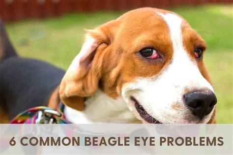  These crossbreeds may also inherit a predisposition to hypothyroidism and eye problems due to their Beagle parentage