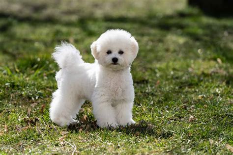  These days, the most popular color of Bichon Frise puppies for sale in Orlando is white, pure white
