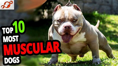  These dogs are compact, muscular, lovable, and oh so smart