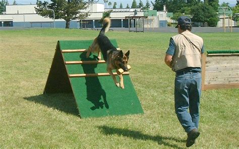  These dogs are extremely stubborn, so training might get frustrating at times, but resist the urge to punish them for misbehaving