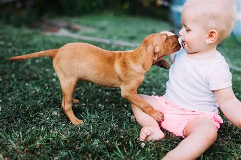  These dogs are gentle, kind, and known for being very patient with children and toddlers