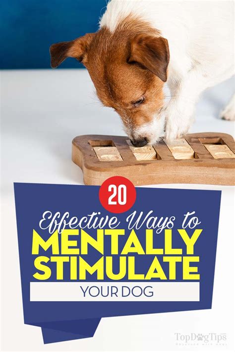 These dogs are intelligent, curious, and need mental stimulation to stay healthy and happy