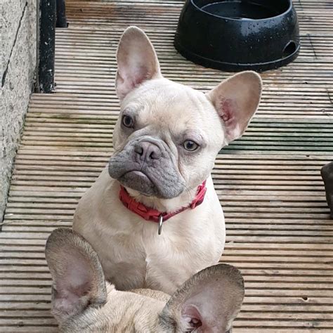  These dogs are known as Lilac Cream French Bulldogs