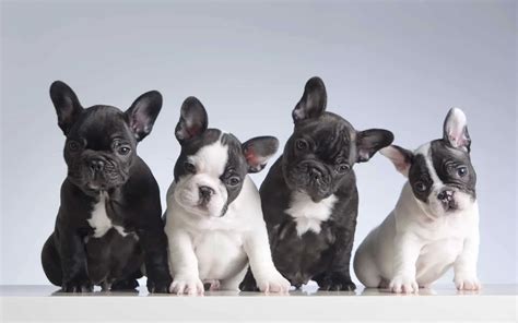  These dogs are small enough already, so a runt or two! So, how many puppies can a French Bulldog have? Ideally, no more than three in one litter! A Female French Bulldog is usually able to safely produce four smaller litters throughout her lifetime, though most responsible and respected breeders limit it to three, with a fourth litter being the absolute maximum