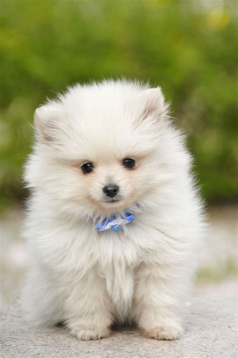  These dogs are small to medium-sized, fluffy, cuddly, and completely adorable