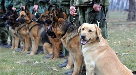  These dogs are very loyal, and territorial and are often used as police dogs because they are so well-behaved and protective of their masters