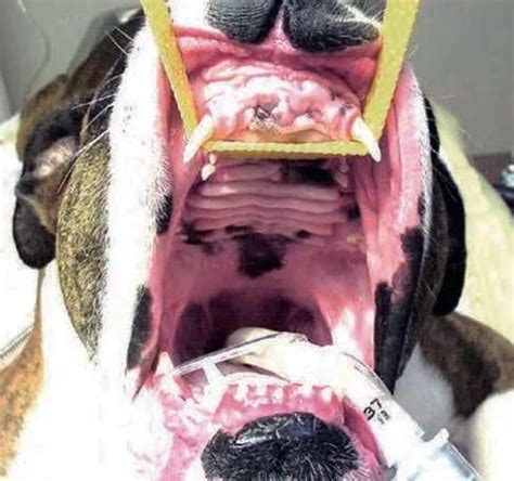  These dogs have an elongated soft palate which obstructs the windpipe which is very narrow in brachy dogs, cutting off air supply from the outside